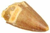 Serrated, Carcharodontosaurus Tooth Tip - Real Dinosaur Tooth #250598-1